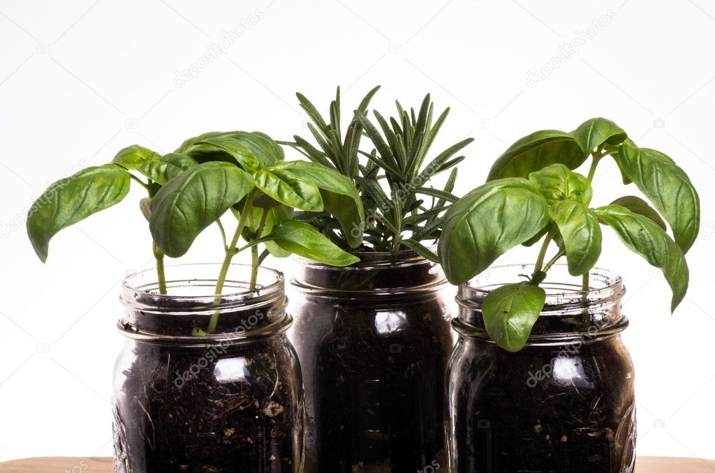 Three herb plants in mason jars