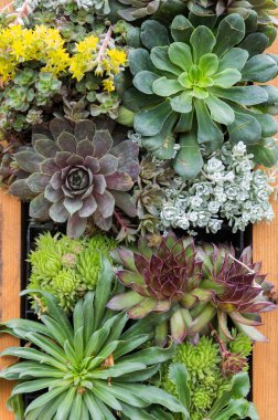 Sedum or sempervivium used for green roofs clipart