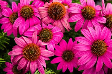 Blooming echinacea flowers clipart