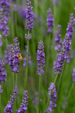 Arı ile lavendar çiçekler