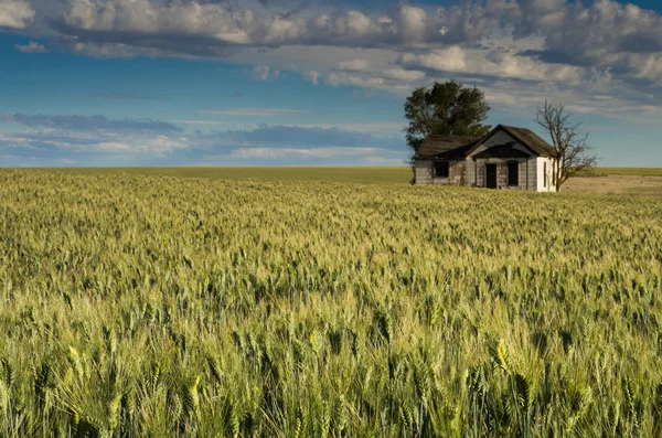 Покинутий фермерський будинок в оточенні пшениці — стокове фото