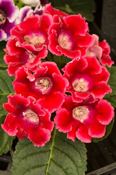 stock image Gloxinia flowering with red blooms