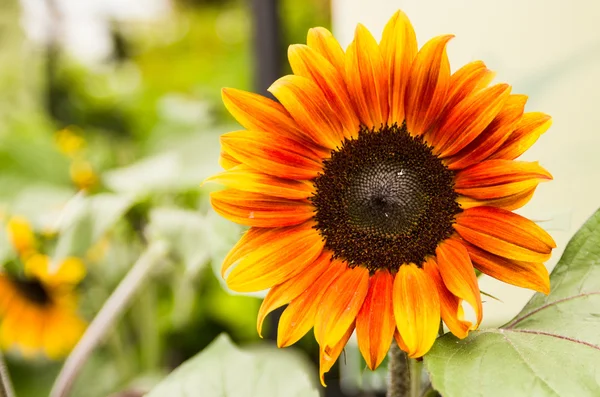 Orange sunflower bloom — Stock Photo, Image