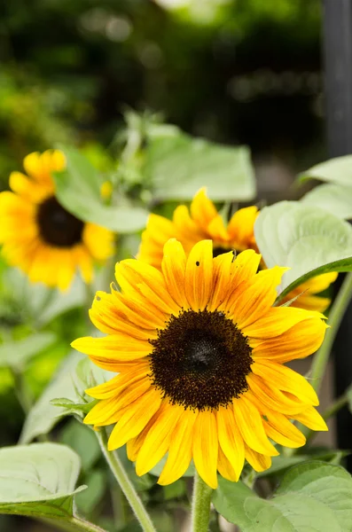 Sunflower with leaves and dark center — Stock Photo, Image