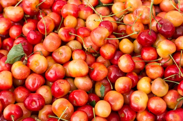 Queen Anne cherries — Stock Photo, Image