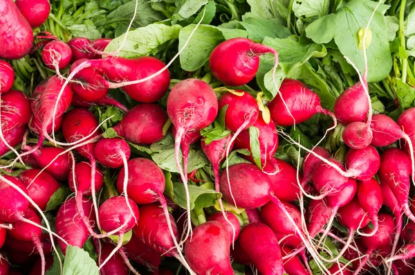 Fresh picked radishes — Stock Photo, Image