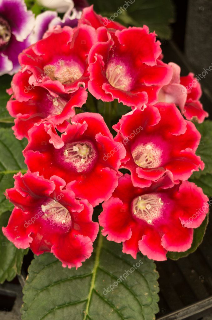 Gloxinia flowering with red blooms Stock Photo by ©zigzagmtart 11801030