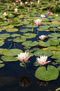 Water lilies on a still pond clipart