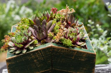 Sedum plants used for green roof clipart