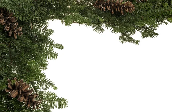 Christmas border of live greens and pine cones — Stock Photo, Image