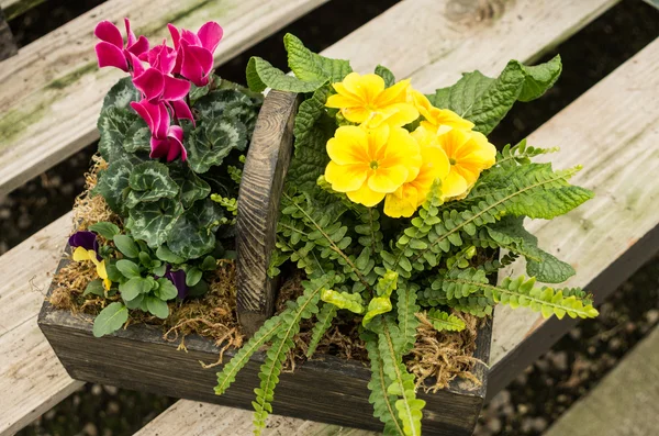 Basket of flowers on wood bench — Stock Photo, Image