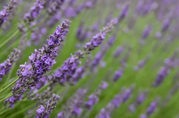 Gebied van lavendel bloemen — Stockfoto