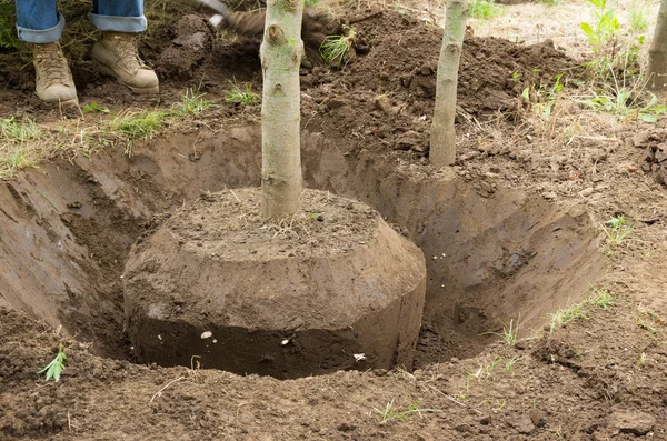 Gräva ett träd för hand — Stockfoto