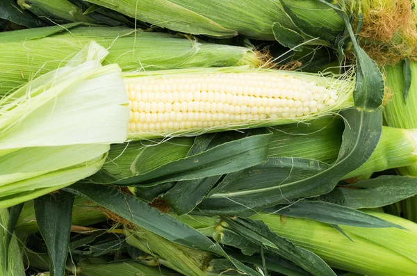 Sweet corn on display — Stock Photo, Image