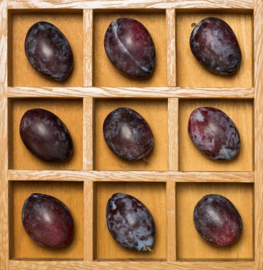 Fresh prune plums in shadow box clipart