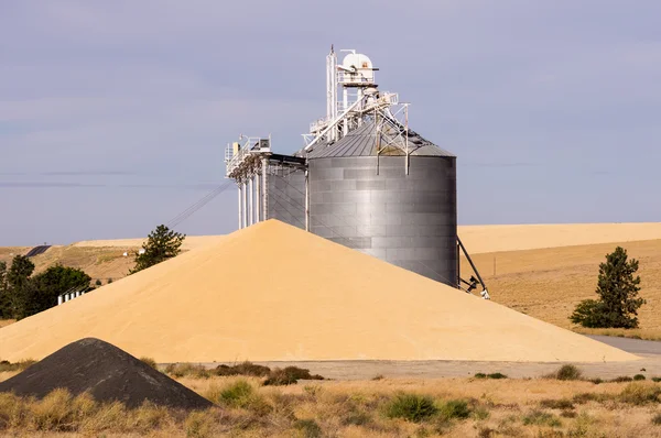 Elevador de grãos com grãos desperdiçados — Fotografia de Stock
