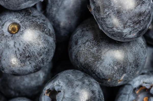 Blueberries closeup macro — Stock Photo, Image