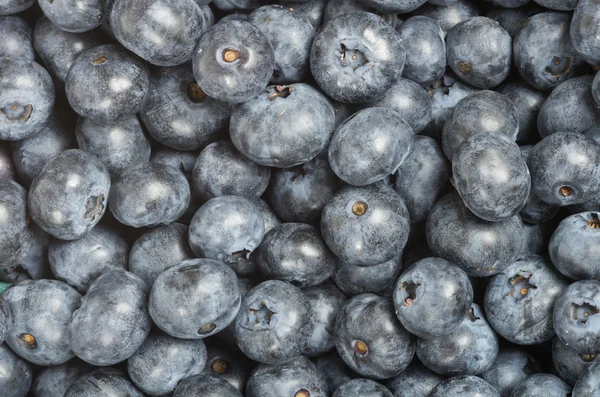 Blueberries freshly picked for background — Stock Photo, Image