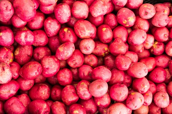Fresh picked red potatoes — Stock Photo, Image