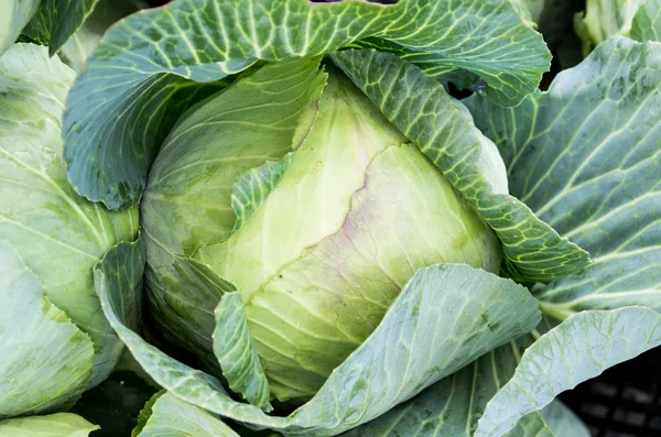 Fresh head of cabbage — Stock Photo, Image