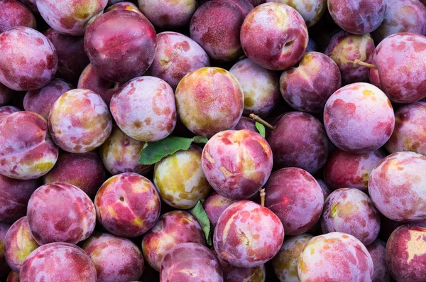 Fresh plums on display — Stock Photo, Image