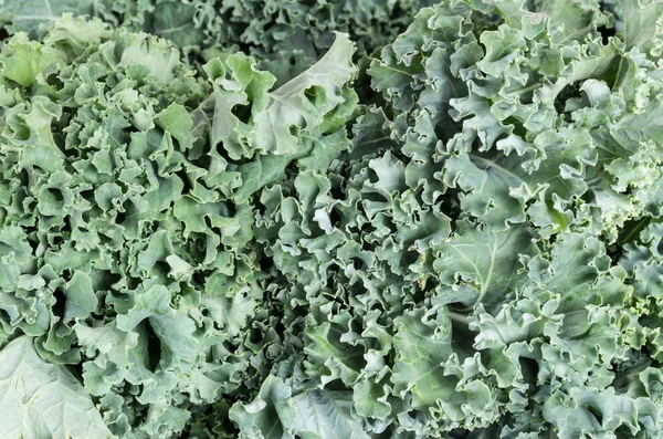 Kale greens ready to eat — Stock Photo, Image
