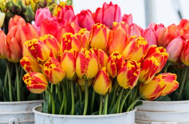 Fresh tulips on display clipart