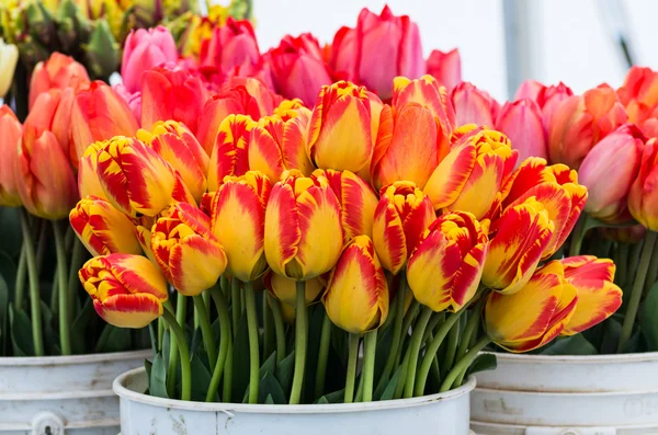 Des tulipes fraîches exposées — Photo