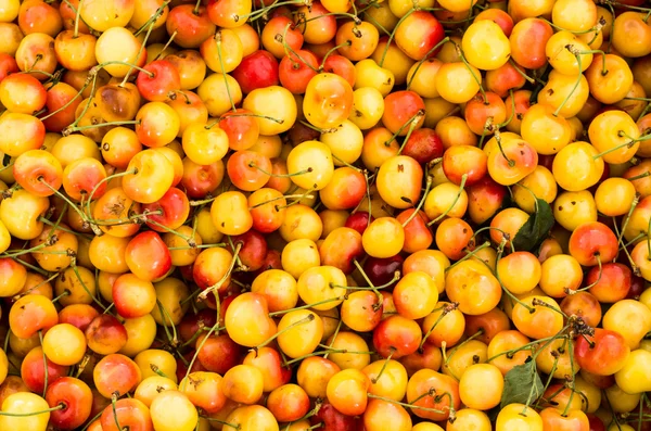 Fresh ripe Rainier cherries — Stock Photo, Image