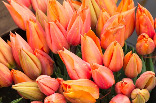 Tulip blooms in display at the market — Stock Photo, Image