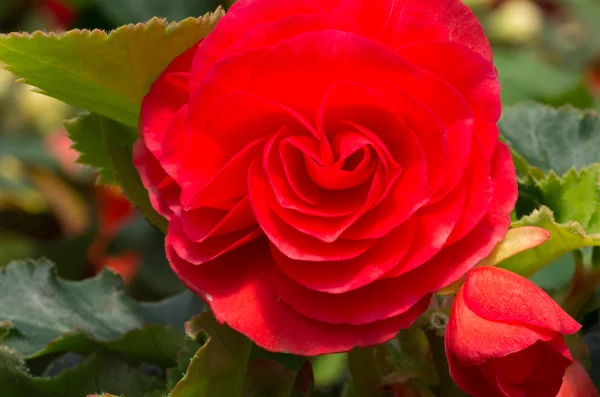 Flor begonia delicada vermelha em flor — Fotografia de Stock