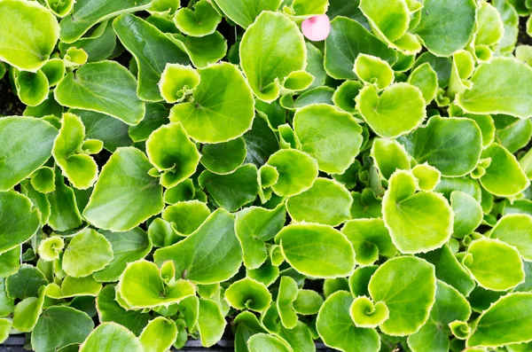 Begonia verde foglie per l'uso come sfondo — Foto Stock