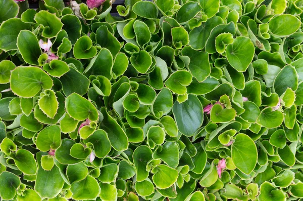 Begonia plantor eller plantor med gröna blad — Stockfoto
