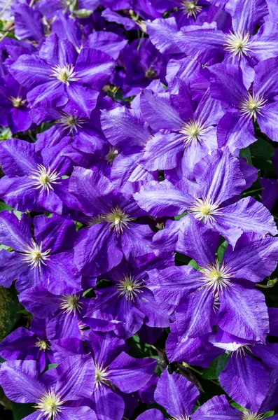 Clematis flowers as background — Stock Photo, Image