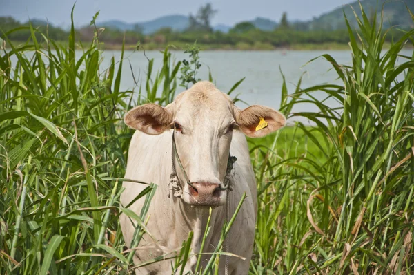 Vaca asiática — Fotografia de Stock