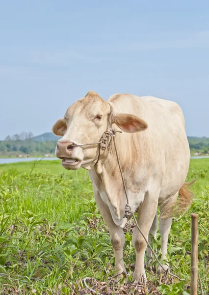 アジアの牛 — ストック写真