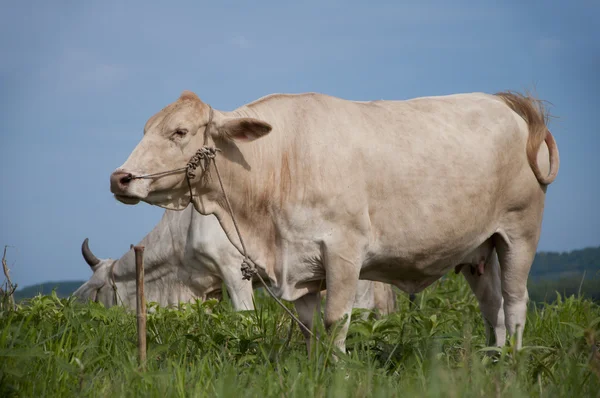 Asian cow — Stock Photo, Image