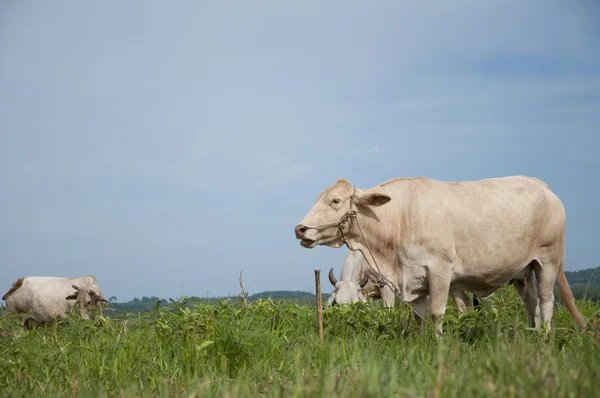 アジアの牛 — ストック写真