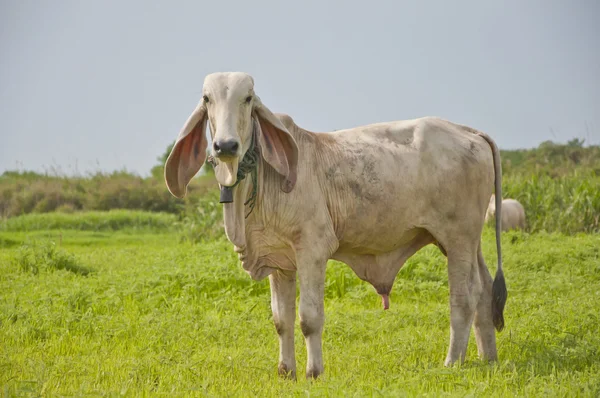 Азіатський корова — стокове фото