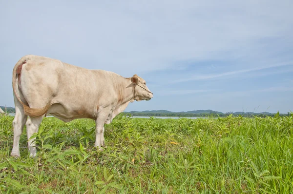 Asian cow — Stock Photo, Image