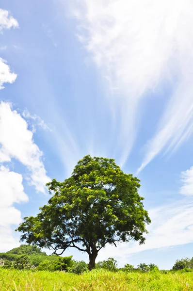 Großer Baum — Stockfoto