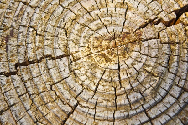 stock image Old wood texture