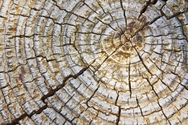 Stock image Old wood texture