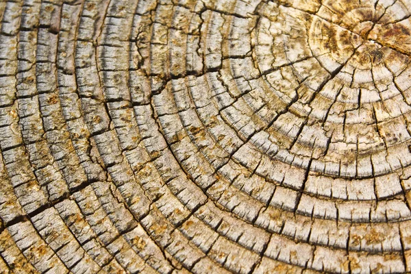 stock image Old wood texture