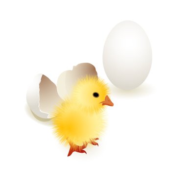 Chick and egg clipart