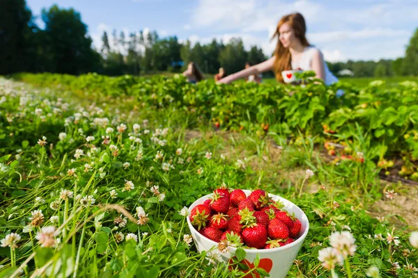 Strawberry field — Stock Photo, Image