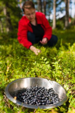 Blueberries clipart