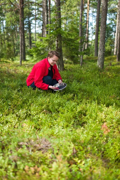 Blueberry collecting — Stock Photo, Image