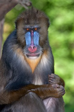 Mandrill'di - (Mandrillus Sfenks)