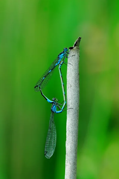 Damselfly azul común - (Enallagma cyathigerum ) — Foto de Stock